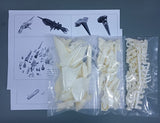 MH-Resin > C3 AFA TOKYO Messerra Dino Fast Jupiter